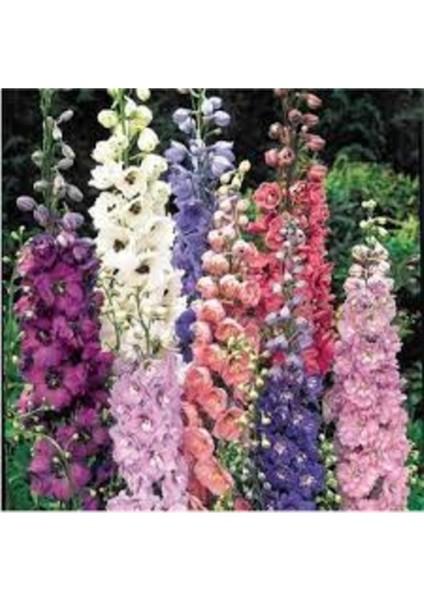 20 Adet Tohum Nadir Karışık Renkli Hazeran Hazaran Çiçeği Mezar Kabir Çiçeği Tohumu Hediyeli