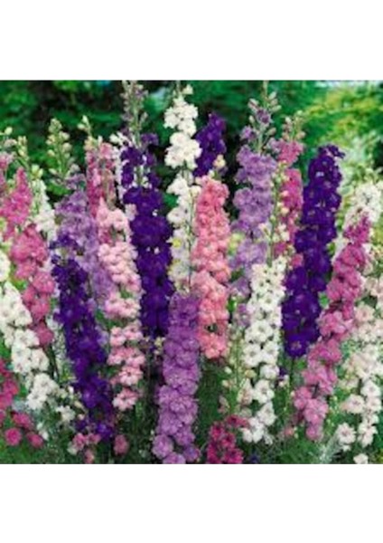 20 Adet Tohum Nadir Karışık Renkli Hazeran Hazaran Çiçeği Mezar Kabir Çiçeği Tohumu Hediyeli fiyatları