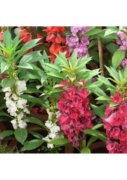 20 Adet Tohum Nadir Türbe Çiçeği Mezarlık Kokulu Çiçek Tohumu Organik Çok Yıllık Tohum Saksı Toprak