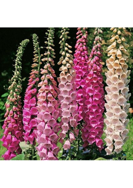 15 Adet Tohum Nadir Bulunan Karışık Yüksük Otu Çiçeği Tohumu Yeni Hasat Taze Tohum Saksı Toprak