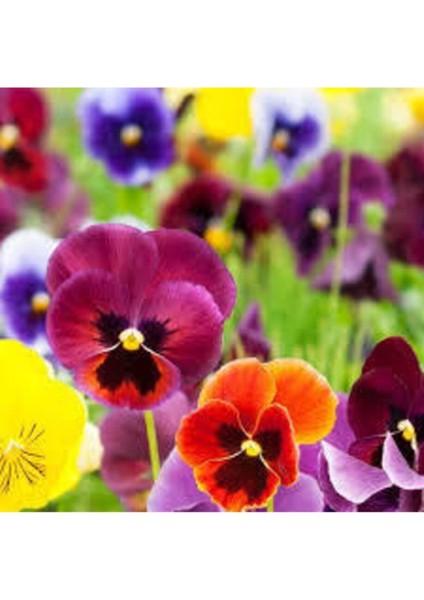 20 Adet Tohum Hercai Çiçek Tohumu Hercai Çiçeği Hediye Saksı Toprak Sürpriz Hediye Tohumla Gelir