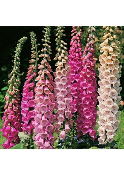 20 Adet Tohum Nadir Karışık Digitalis Çiçeği Tohumu Ithal Çiçek Tohumu Hediye Tohumlu fiyatları