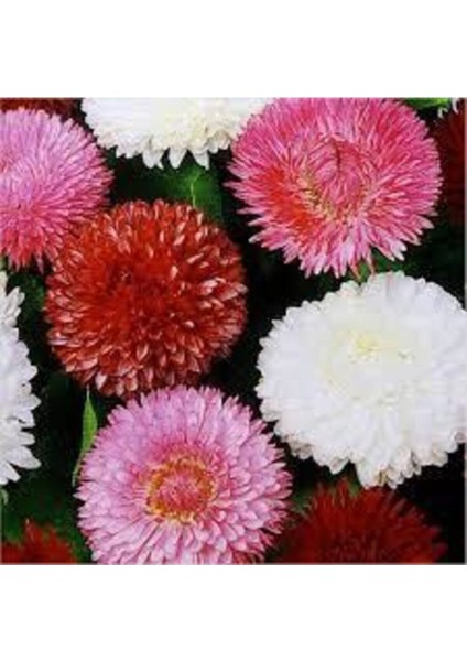 20 Adet Tohum Karışık Saksılık Şeker Tabağı Çiçeği Saksı Toprak Sürpriz Hediye Çiçek Tohumu fiyatları