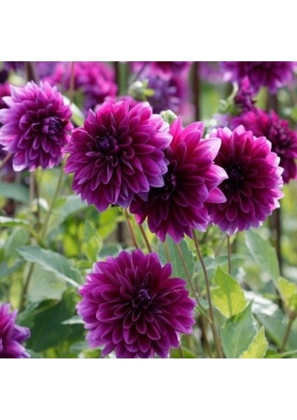 20 Adet Tohum Nadir Mor Yıldız Dehlia Çiçek Tohumu Organik Bahçe Saksı Toprak Hediyemiz