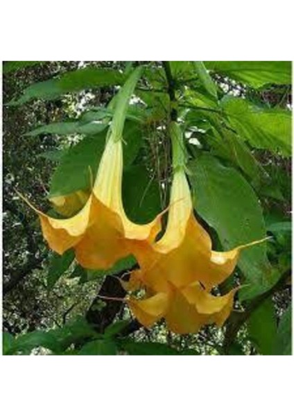 5 Adet Tohum Angel Trumpet Çiçeği Meleklerin Borozanı Çiçek Tohumu Sürpriz Hediye Bonzai Ağacı Tohum fiyatları