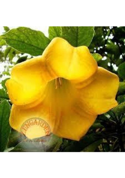 5 Adet Tohum Angel Trumpet Çiçeği Meleklerin Borozanı Çiçek Tohumu Sürpriz Hediye Bonzai Ağacı Tohum modelleri