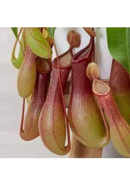 5 Adet Tohum Nepenthes Sinek Kapan Etobur Etçil Bitki Çiçeği Sürpriz Hediye Bonzai Ağacı Tohumu