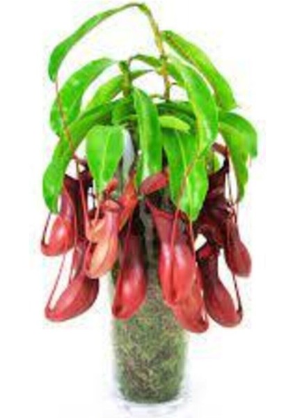 5 Adet Tohum Nepenthes Sinek Kapan Etobur Etçil Bitki Çiçeği Sürpriz Hediye Bonzai Ağacı Tohumu fiyatları