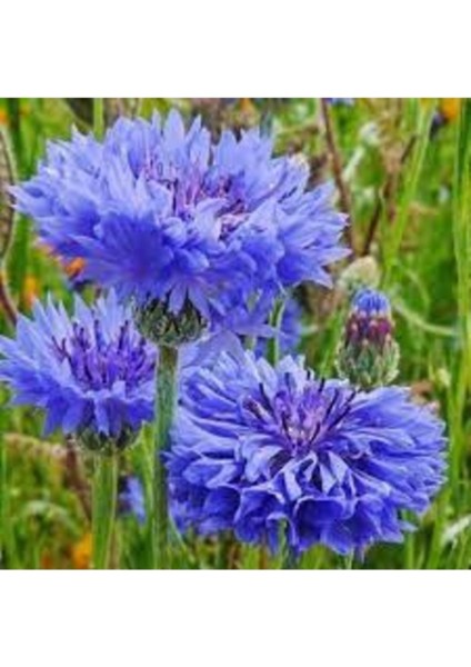 20 Adet Tohum Mavi Peygamber Çiçeği Mezarlık Kabristan Saksı Toprak Hediye