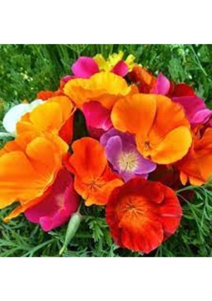 100 Adet Tohum Karışık Susam Çiçeği Tohumu Mezar Kabir Çiçeği Tohum