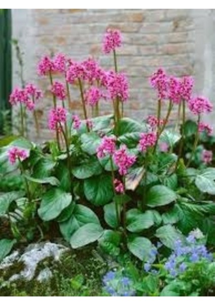 20 Adet Tohum Nadir Kış Ortanca Çiçeği Saray Bahçe Çiçeği Hediye Saksı Toprak