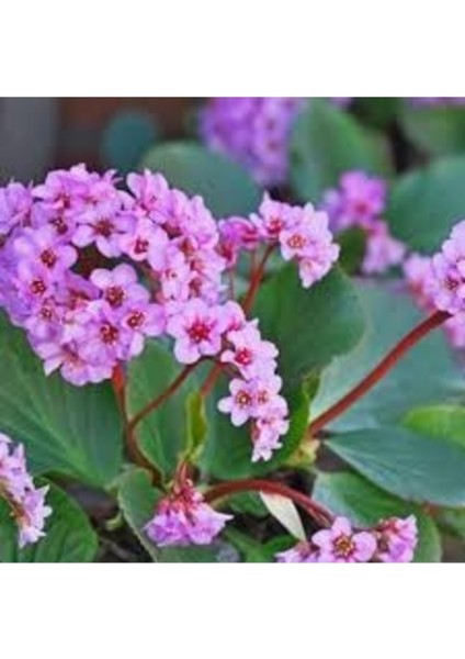 20 Adet Tohum Nadir Kış Ortanca Çiçeği Saray Bahçe Çiçeği Hediye Saksı Toprak fiyatları