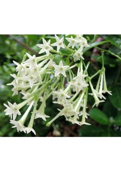 10 Adet Nadir Bulunan Melisa Çiçeği Tohumu Melisa Çiçek Tohumu Hediye Tohumludur