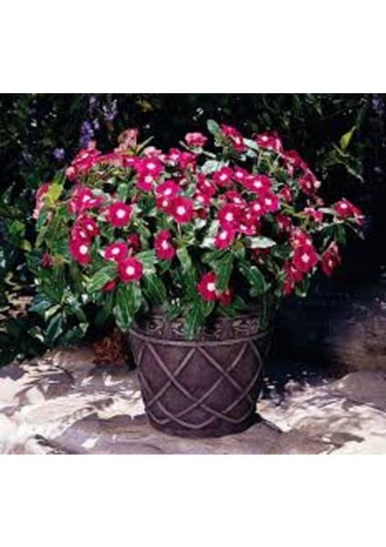 10 Adet Tohum Kırmızı Rozet Çiçeği Tohumu Saksı Toprak Mezar Çiçek