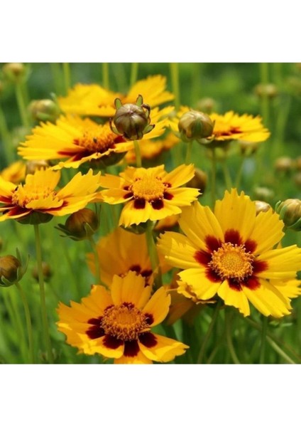 10 Adet Tohum Nadir Kızgözü Kız Gözü Çiçeği Tohumu Taze Hasat Organik Çiçek Tohum
