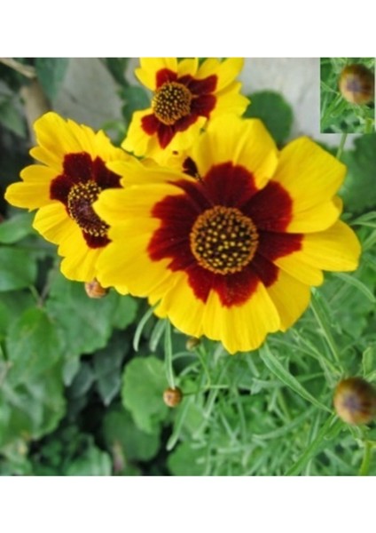 10 Adet Tohum Nadir Kızgözü Kız Gözü Çiçeği Tohumu Taze Hasat Organik Çiçek Tohum fiyatları