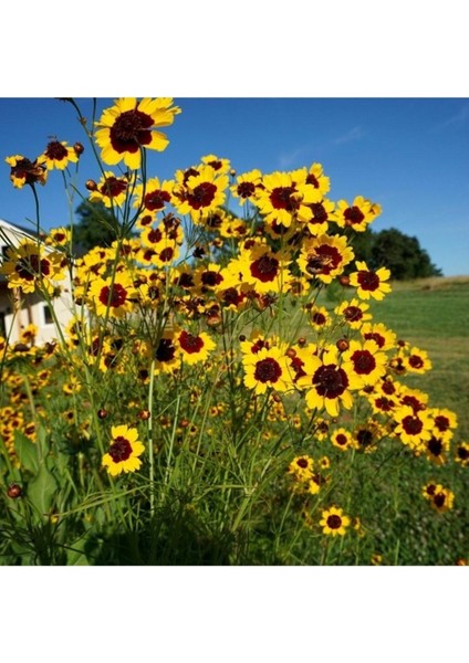 10 Adet Tohum Nadir Kızgözü Kız Gözü Çiçeği Tohumu Taze Hasat Organik Çiçek Tohum modelleri