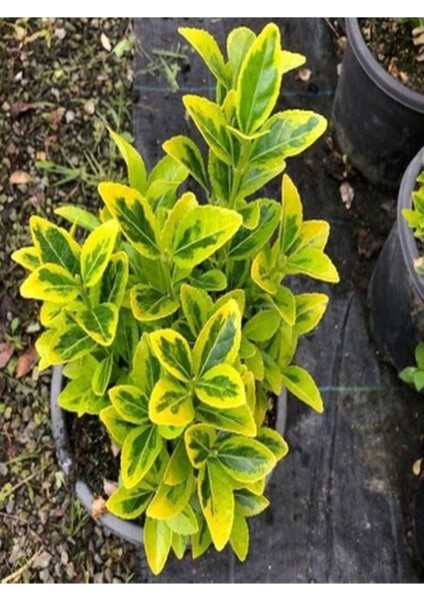 5 Adet Tohum Nadir Bulunan Şeflera Salon Ağacı Tohumu Mis Kokulu Şeflera Çiçeği Tohumu Hediye Tohuml