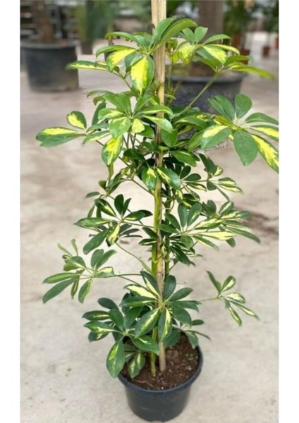 5 Adet Tohum Nadir Bulunan Şeflera Salon Ağacı Tohumu Mis Kokulu Şeflera Çiçeği Tohumu Hediye Tohuml fiyatları