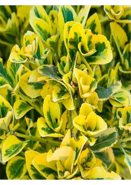 5 Adet Tohum Nadir Bulunan Şeflera Salon Ağacı Tohumu Mis Kokulu Şeflera Çiçeği Tohumu Hediye Tohuml modelleri