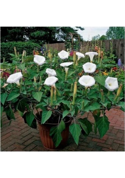 20 Adet Tohum Nadir Uzak Doğu Gece Güzeli Çiçeği Çiçeği Tohumu Çiçek Tohumu Taze Tohum