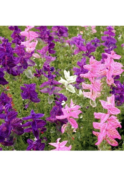 30 Adet Tohum Karışık Renkli Adaçayı Ada Çayı Çiçek Tohumu Rengarenk Çiçekler Saksı Toprak Hediye