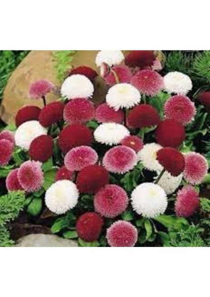 100 Adet Tohum Nadir Karışık Ponpon Çiçeği Tohumu Mezar Çiçeği Saksı Topraklı