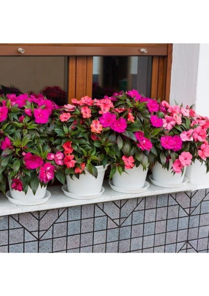 20 Adet Nadir Bulunan Cam Güzeli Çiçeği Tohumu Cam Güzeli Balkon Çiçek Saksı Toprak Hediyemizdir