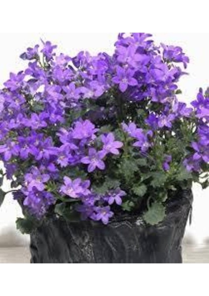 15 Adet Tohum Nadir Bulunan Nobelya Maviş Çiçeği Tohumu Nobelya Maviş Tohumu Saksı Toprak Hediyemiz