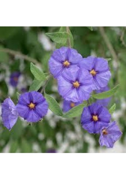 15 Adet Tohum Nadir Bulunan Nobelya Maviş Çiçeği Tohumu Nobelya Maviş Tohumu Saksı Toprak Hediyemiz fiyatları