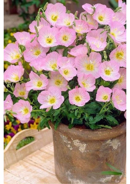 20 Adet Tohum Nadir Pembe Ezan Çiçeği Tohumu Organik Bahçe Ezan Çiçek Tohumu Saksı Toprak Hediye