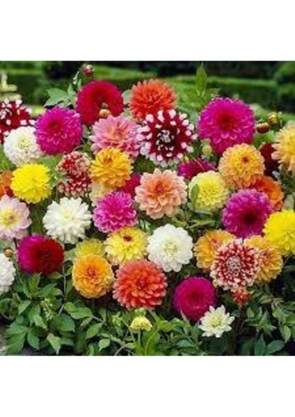 100 Adet Yıldız Çiçeği Tohumu Karışık Dahlia Yıldız Çiçek Tohumu Saksı Toprak Hediyemiz