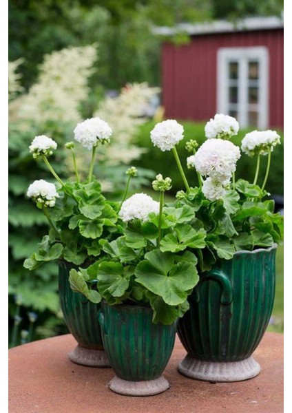 10 Adet Tohum Nadir Bulunan Beyaz Kokulu Sardunya Çiçeği Tohumu Sardunya Çiçek Tohumu Hediye Tohumlu