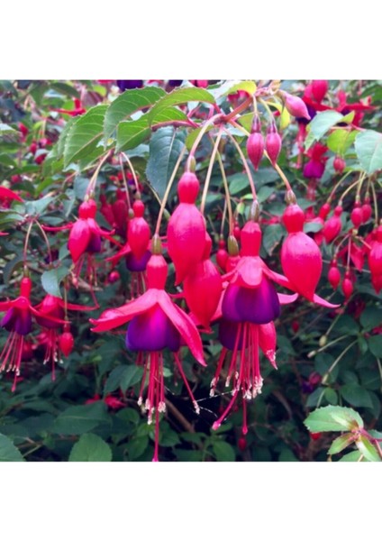 Küpeli Çiçeği Tohumu Karışık Yer Küpelisi Çiçek Tohumu 10 Adet Tohum