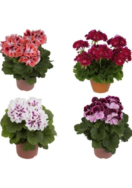 5 Adet Tohum Nadir Karışık Sardunya Çiçeği Tohumu Organik Yeni Hasat Sardunya Tohumu Hediye Tohumlu