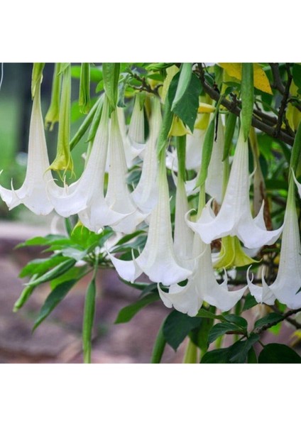 Angel Turumpet Çiçeği Tohumu Melek Borazanı Çiçeği Tohumu 5 Adet Tohum