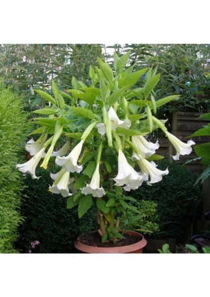 Angel Turumpet Çiçeği Tohumu Melek Borazanı Çiçeği Tohumu 5 Adet Tohum fiyatları