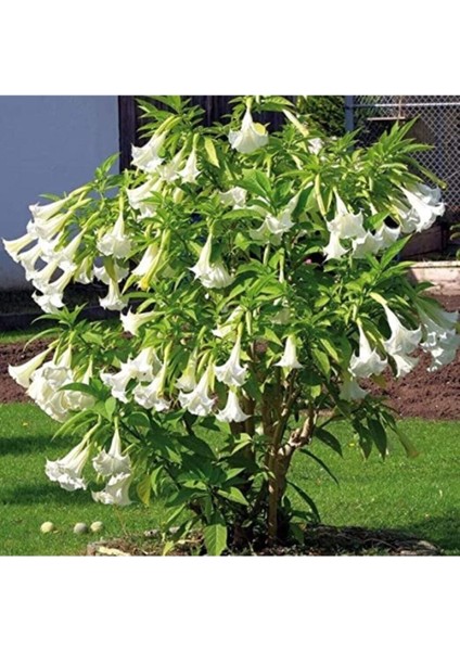 Angel Turumpet Çiçeği Tohumu Melek Borazanı Çiçeği Tohumu 5 Adet Tohum modelleri