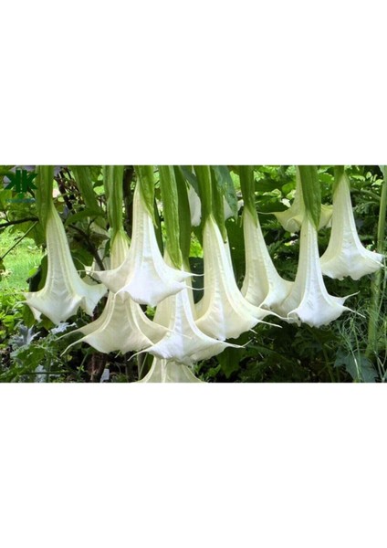 Angel Turumpet Çiçeği Tohumu Melek Borazanı Çiçeği Tohumu 5 Adet Tohum fırsatları