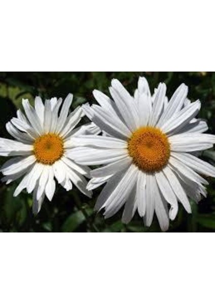 20 Adet Tohum Papatya Tohumu Dev Papatya Tohumu Saksı Toprak Sürpriz Hediye Çiçek Tohumuldur fiyatları