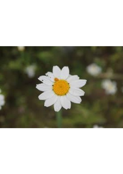 20 Adet Tohum Papatya Tohumu Dev Papatya Tohumu Saksı Toprak Sürpriz Hediye Çiçek Tohumuldur modelleri