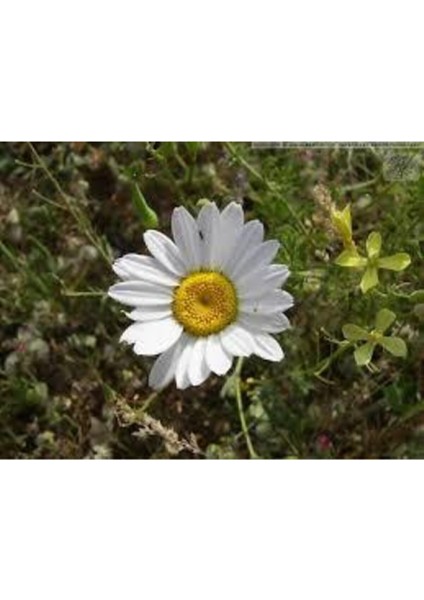 20 Adet Tohum Papatya Tohumu Dev Papatya Tohumu Saksı Toprak Sürpriz Hediye Çiçek Tohumuldur fırsatları