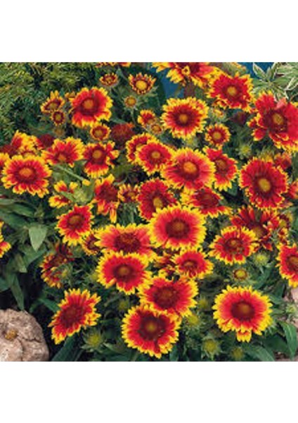 5 Adet Tohum Ayyıldız Çiçeği Tohumu Çiçek Tohumu Saksı Toprak Sürpriz Hediye Bonsai Ağacı Tohumludur