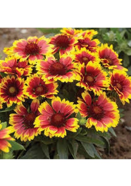 5 Adet Tohum Ayyıldız Çiçeği Tohumu Çiçek Tohumu Saksı Toprak Sürpriz Hediye Bonsai Ağacı Tohumludur fiyatları