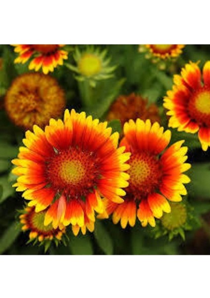 5 Adet Tohum Ayyıldız Çiçeği Tohumu Çiçek Tohumu Saksı Toprak Sürpriz Hediye Bonsai Ağacı Tohumludur modelleri