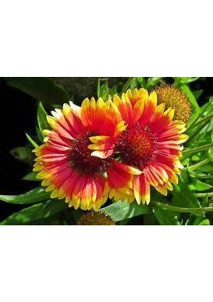 5 Adet Tohum Ayyıldız Çiçeği Tohumu Çiçek Tohumu Saksı Toprak Sürpriz Hediye Bonsai Ağacı Tohumludur fırsatları