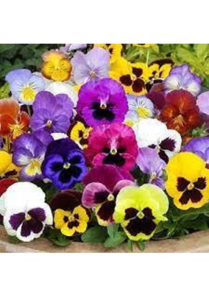 10 Adet Tohum Hercai Menekşe Güzel Çiçek fiyatları