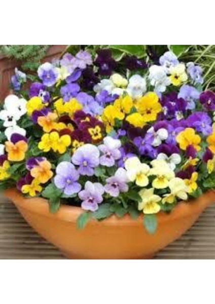 10 Adet Tohum Hercai Menekşe Güzel Çiçek modelleri