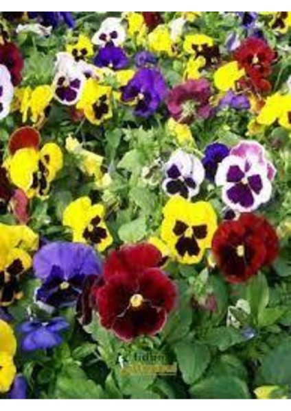 10 Adet Tohum Hercai Menekşe Güzel Çiçek fırsatları