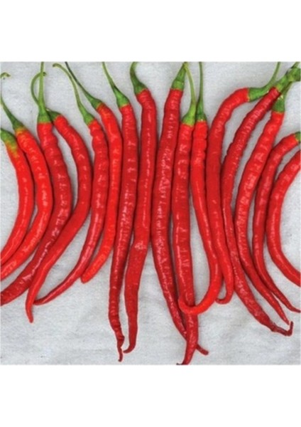 100 Adet Tohum Acı Kırmızı Organik Ata Acı Sivri Biber Ata Tohum Hediye Tohumlu